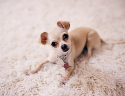Pet Stain Removal: A Practical Guide for Homeowners
