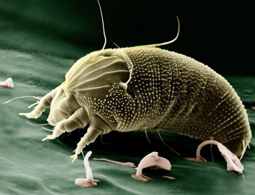 How to Kill Dust Mites…. for Good!