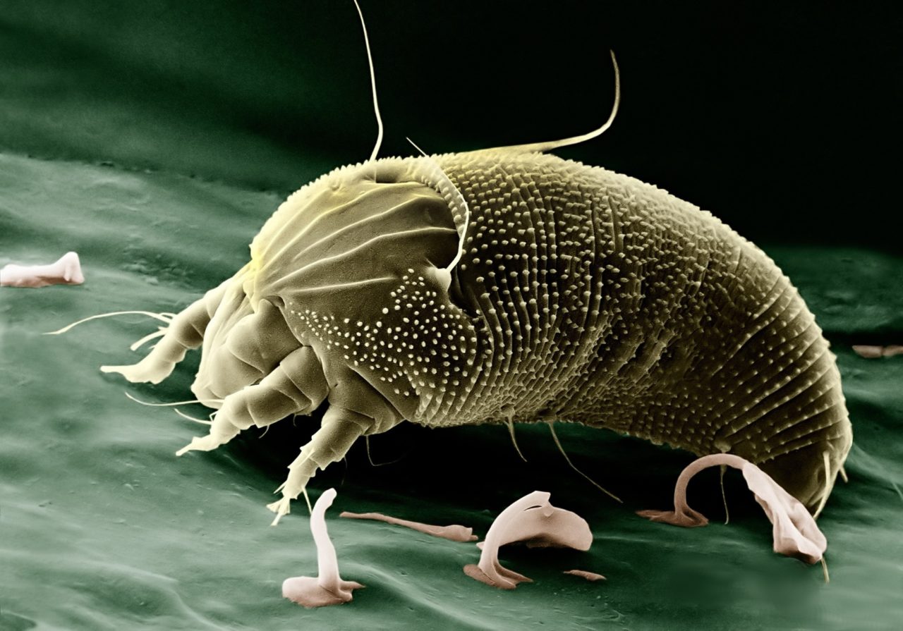 how to kill dust mites