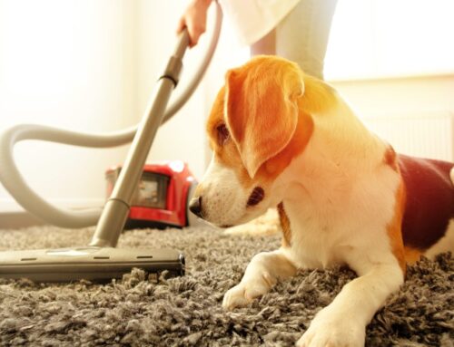 Tips & Tricks for Pet-Friendly Cleaning